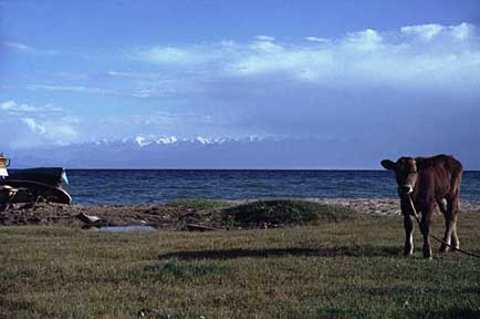 Kalb und Boote am
                Issyk Kul See Kirgistan