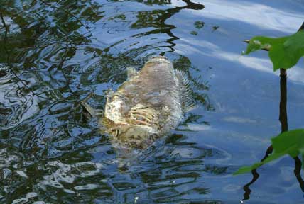 Toter,
                teilweise angefressener Karpfen in einem See