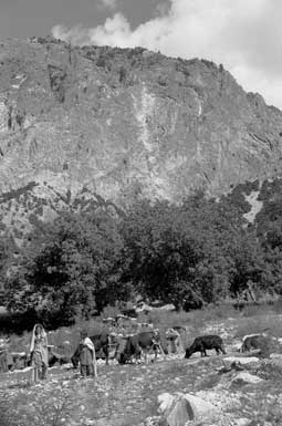 Kafirische Frauen mit Kuehen im
                Gebirge