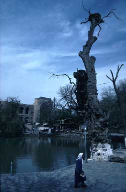 Maulbeerbaum und alte Frau bei Wasserreservoir