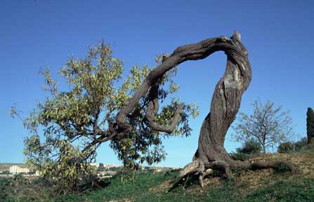 Geknickter Olivenbaum mit Neutrieben