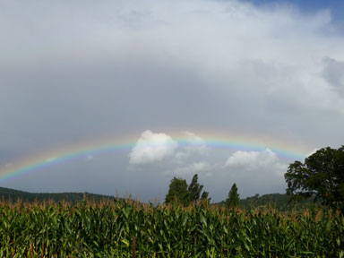 Regenbogen
                ueber Maisfeld