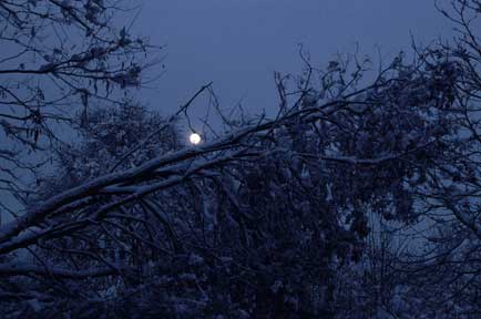 Vollmond scheint durch einen schneebeladenen Ast