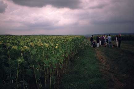 Sonnenblumenfeld mit Menschengruppe