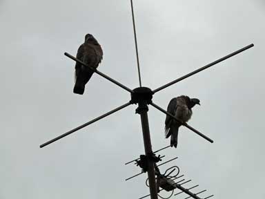 Zwei
                Ringeltauben auf Rundfunkantenne